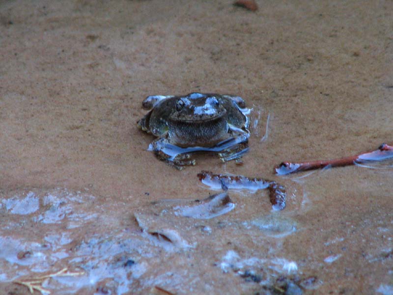 Zion - Canyon Tree Frog